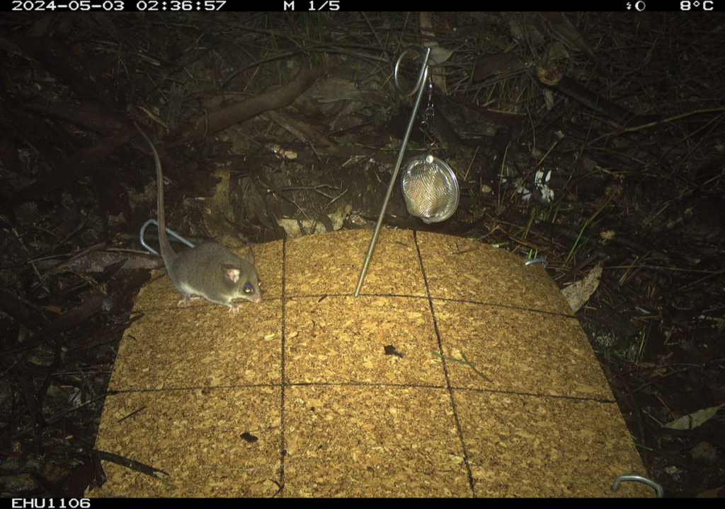 Eastern Pygmy possum, Cercartetus nanus, captured by a camera trap. Image: NSW National Parks and Wildlife Service.